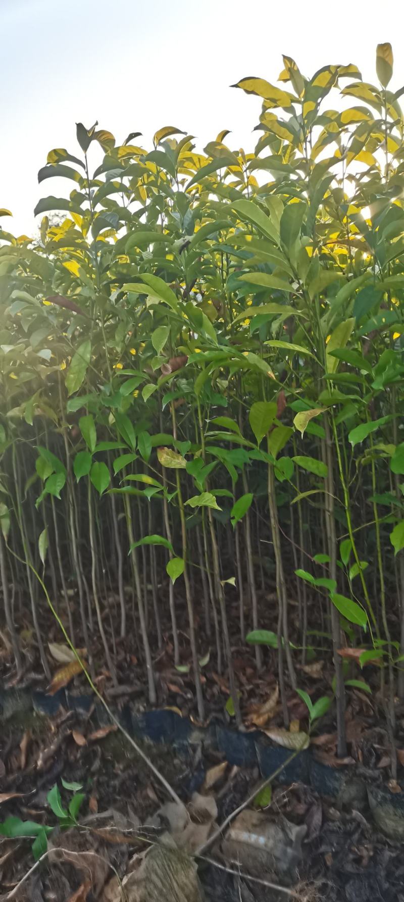 乐昌含笑，乐昌含笑杯苗大量供应，两年生乐昌含笑
