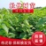 四川野生药材杜仲树苗中药材苗木绿化苗试种苗新鲜杜仲苗占地