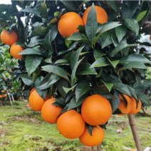 比耳脐橙果大味甜，诚心诚意卖橙🍊每份橙意都有回响