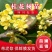 四川桂花苗金桂苗银桂苗桂花苗八月桂花苗秋季桂花树苗包成活