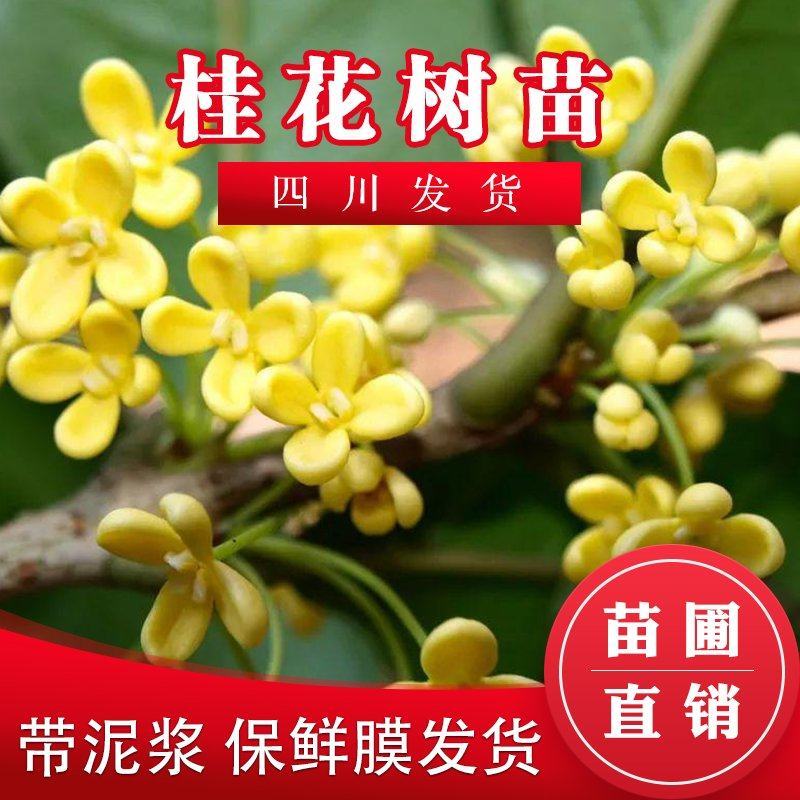 四川桂花苗金桂苗银桂苗桂花苗八月桂花苗秋季桂花树苗包成活