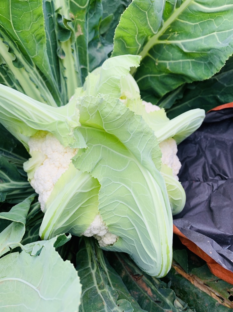 云南高原绿杆有机花菜，精品松花，量大从优。