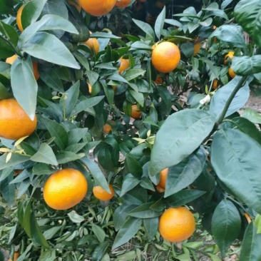沃柑