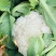 云南高原绿杆有机花菜，精品松花，量大从优。