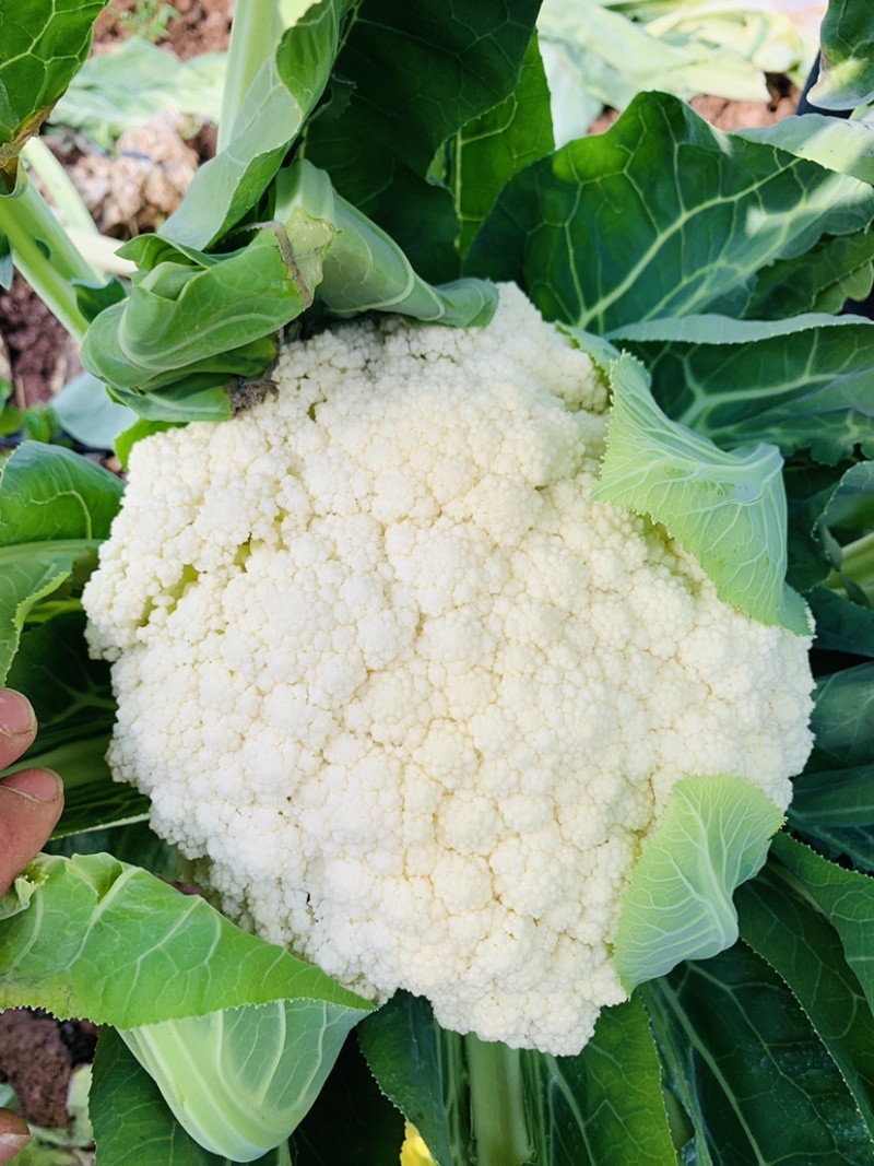 云南高原绿杆有机花菜，精品松花，量大从优。