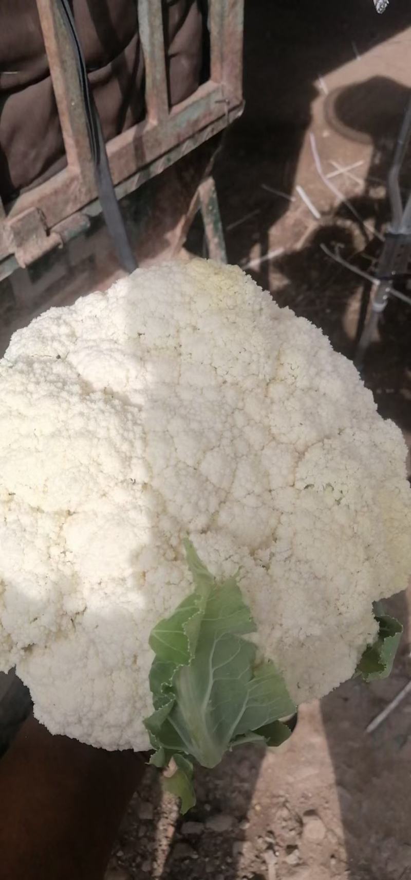 兰州有机花菜