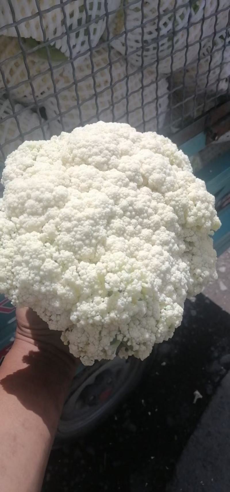 兰州有机花菜