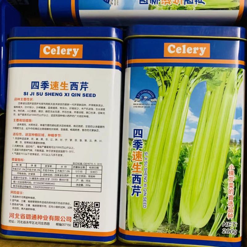 四季速生西芹种子航天技术研发芹菜新品种特实心芹菜种子香