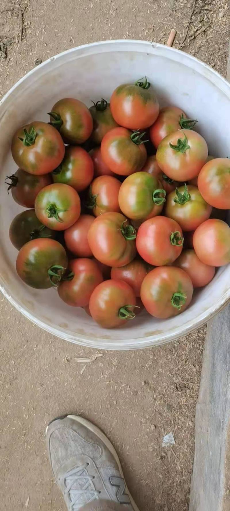 精品硬粉西红柿，全程蜜蜂授粉。。。。。。