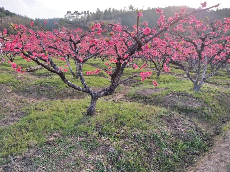 鹰嘴桃树苗蜜桃苗50~70CM，红花嫁接苗，