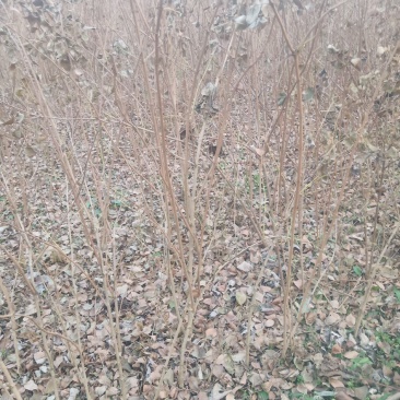 桐柏县淮河源珍稀山野菜珍珠花苗，全国独有育苗基地