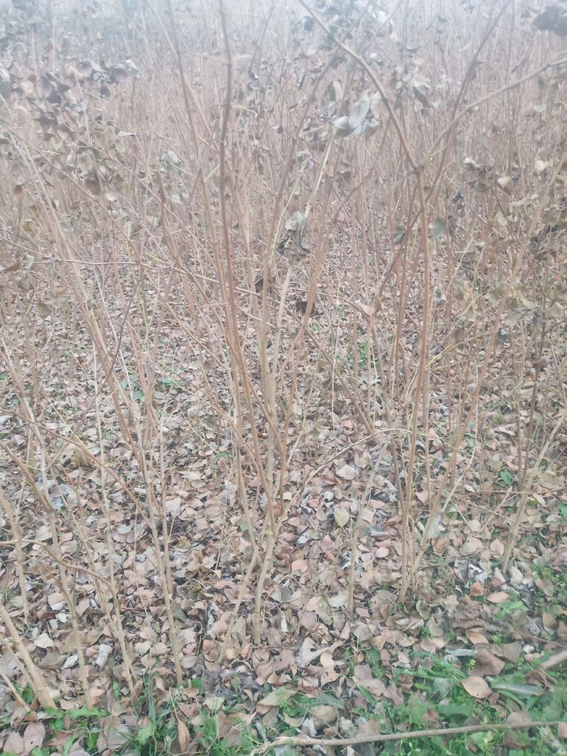 桐柏县淮河源珍稀山野菜珍珠花苗，全国独有育苗基地