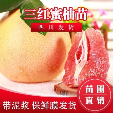 红心蜜柚苗福建三红蜜柚苗红肉蜜柚树苗嫁接三红柚子苗