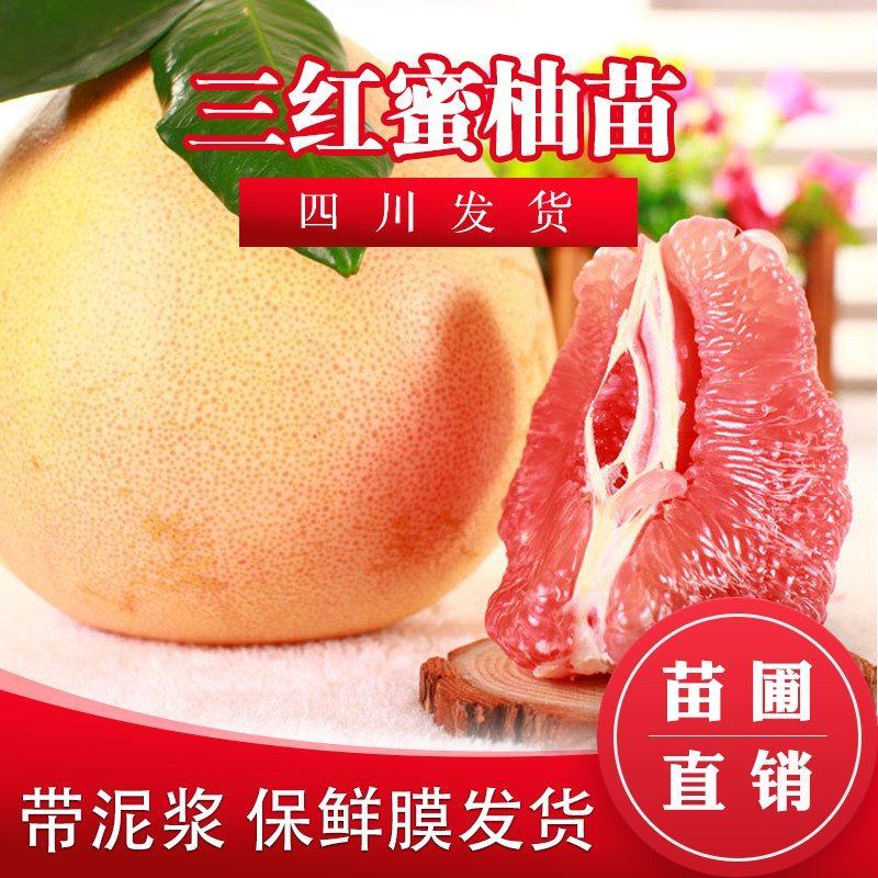 红心蜜柚苗福建三红蜜柚苗红肉蜜柚树苗嫁接三红柚子苗