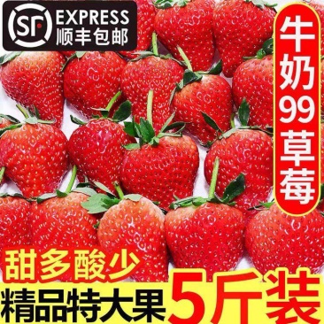 大凉山冬草莓3斤顺丰现摘现发新鲜孕妇水果牛奶红颜大草莓