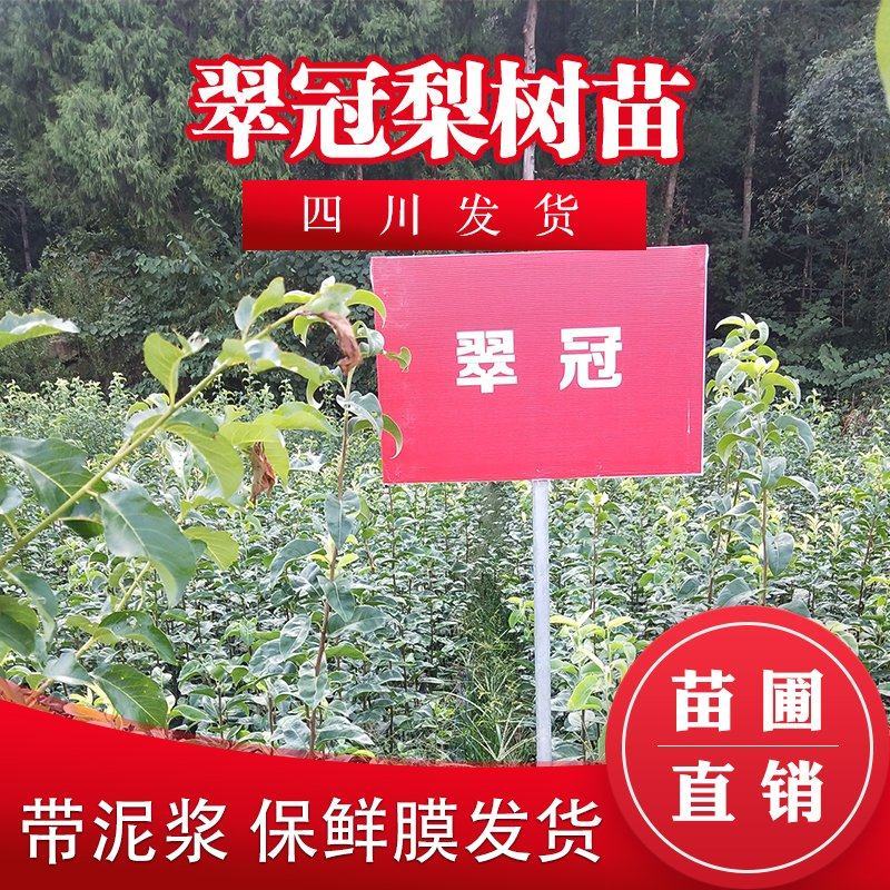 四川梨子树苗翠冠梨树苗包成活脆梨苗早熟梨苗六月雪翠冠梨嫁