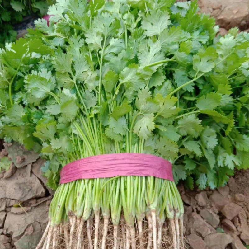 精品大棚大叶香菜质量保证一手货源视频看货