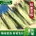 商用野生干粽叶50斤批发粽子叶新鲜麻竹叶箬竹叶大宽叶