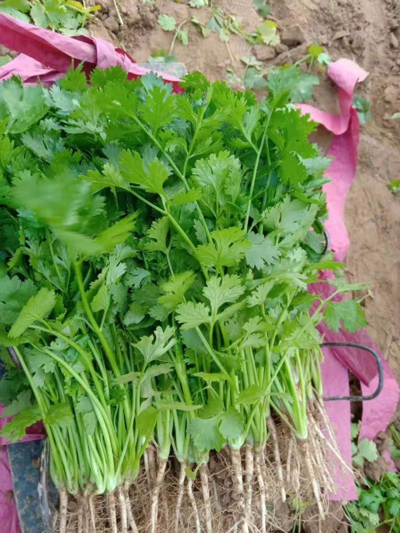 精品大棚大叶香菜质量保证一手货源视频看货