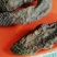 纯野生新疆肉苁蓉，硬质，长15厘米左右，一公斤5到7个。