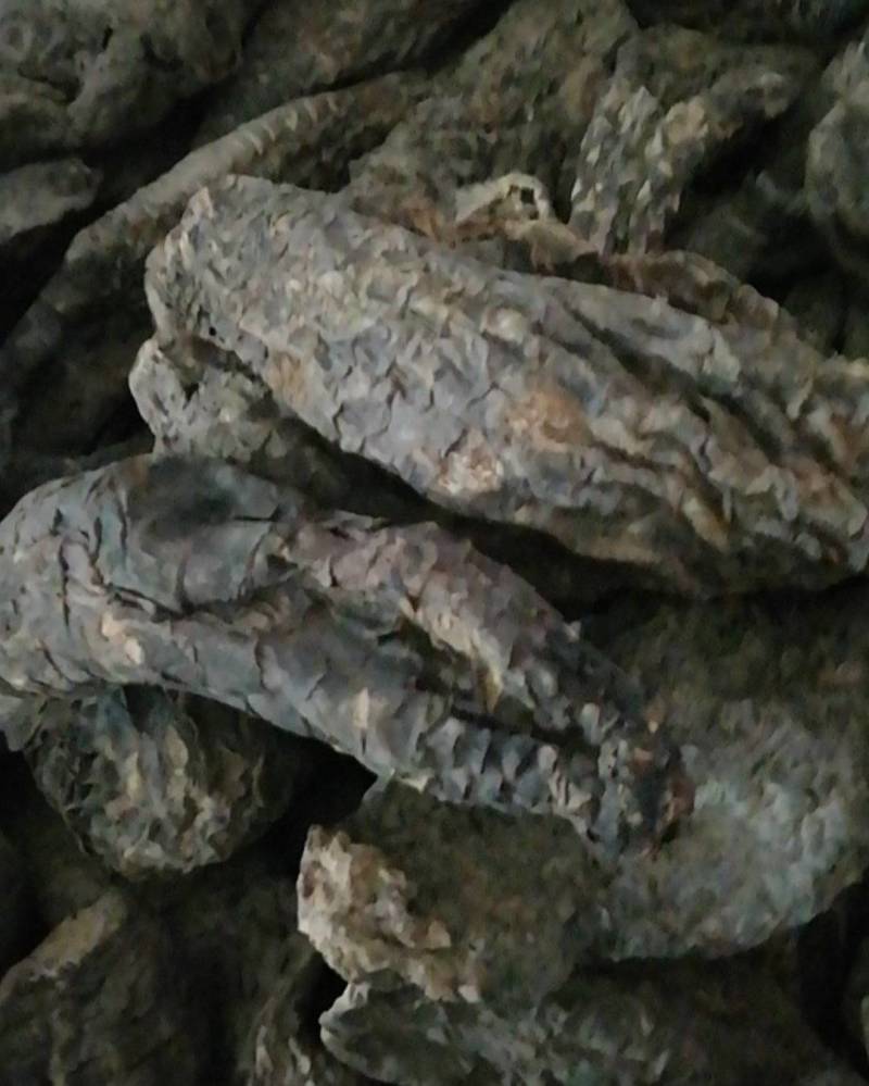 纯野生新疆肉苁蓉，硬质，长15厘米左右，一公斤5到7个。