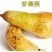 新品种梨树苗太婆梨树苗香蕉梨苗巴梨甜脆梨苗南北方种