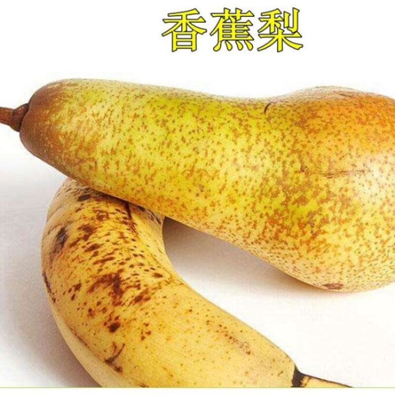 新品种梨树苗太婆梨树苗香蕉梨苗巴梨甜脆梨苗南北方种