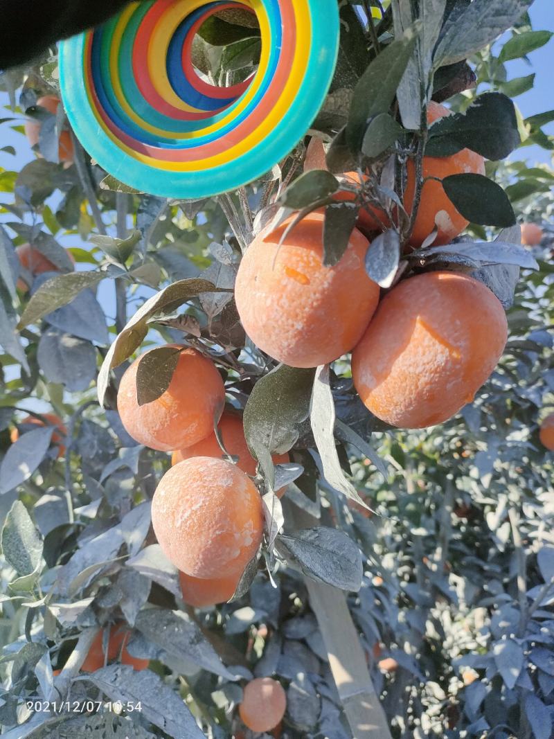精品货沃柑柑橘