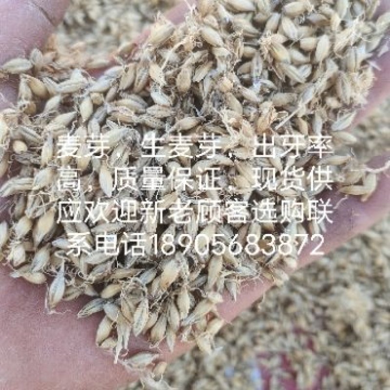生麦芽，出芽率高质量有保证