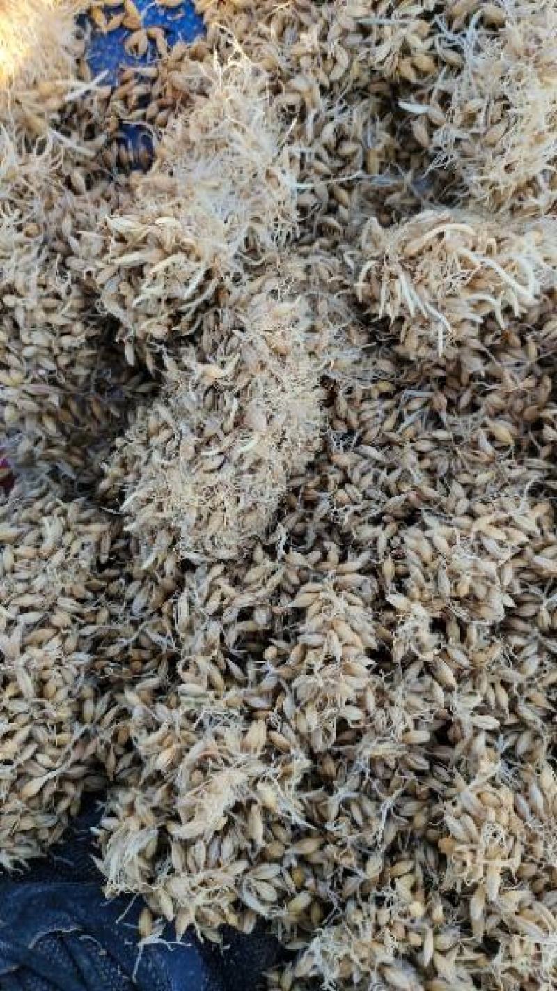 生麦芽，出芽率高质量有保证