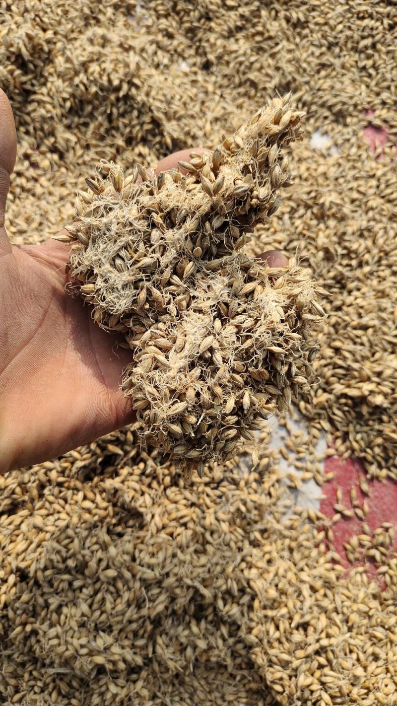 生麦芽，出芽率高质量有保证