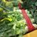 香叶莴笋种植基地，品种优良，质量优良，种植经验丰富