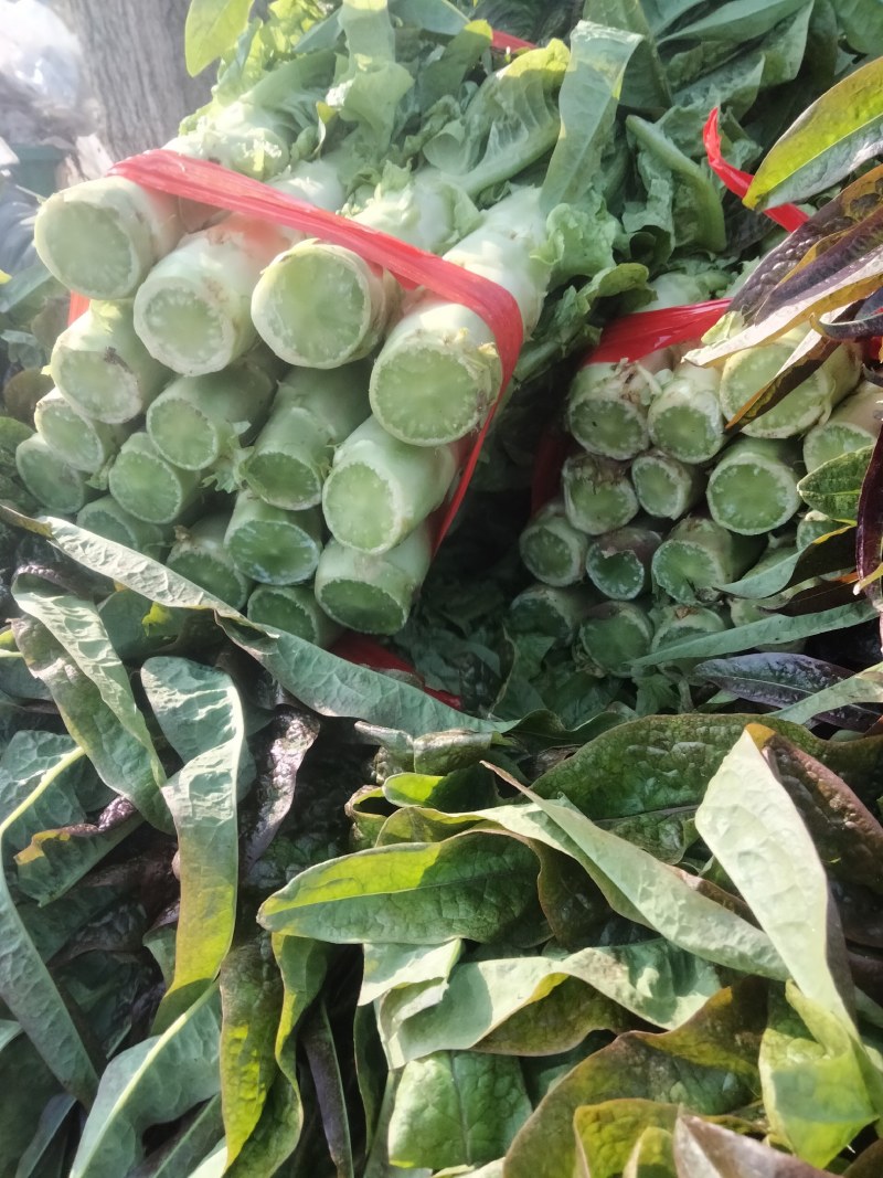 香叶莴笋种植基地，品种优良，质量优良，种植经验丰富