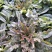 香叶莴笋种植基地，品种优良，质量优良，种植经验丰富