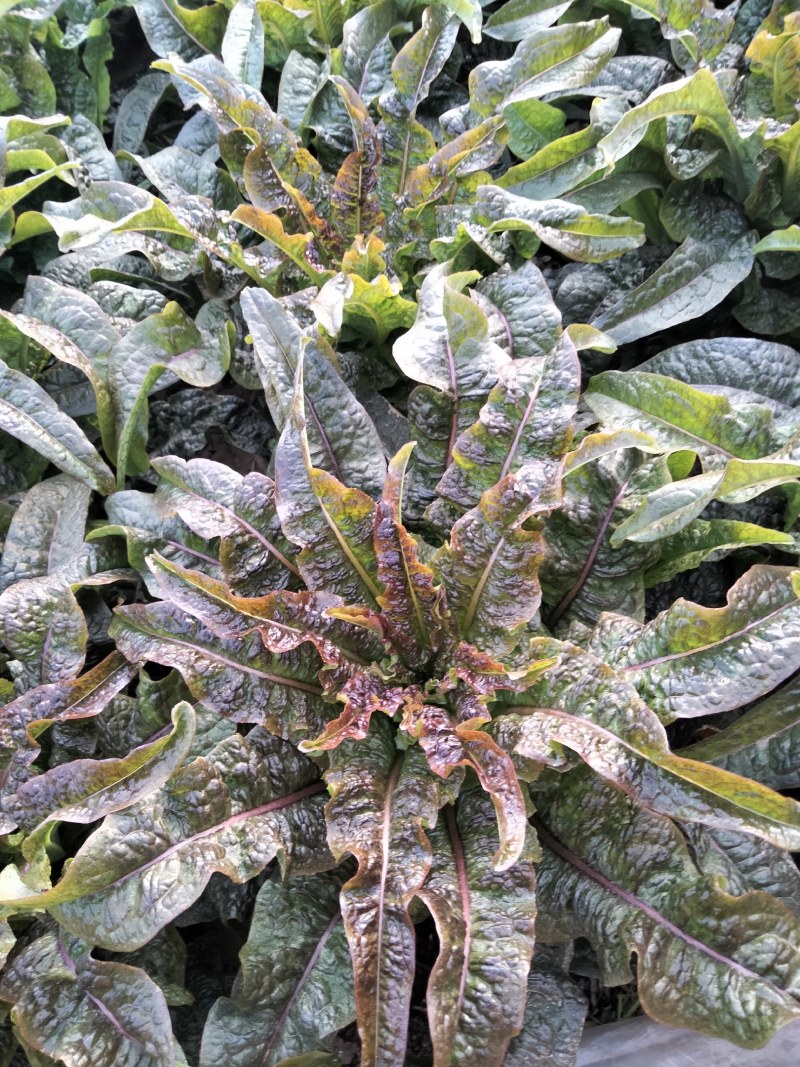 香叶莴笋种植基地，品种优良，质量优良，种植经验丰富