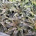 香叶莴笋种植基地，品种优良，质量优良，种植经验丰富