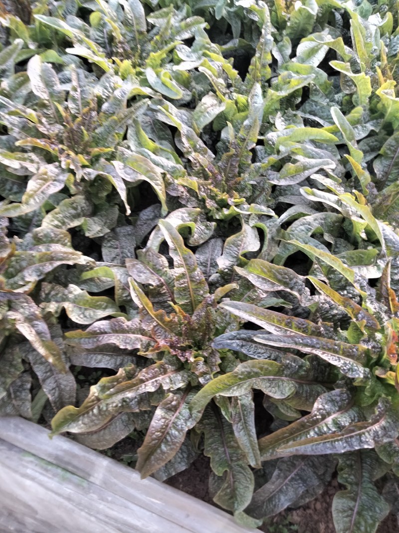 香叶莴笋种植基地，品种优良，质量优良，种植经验丰富