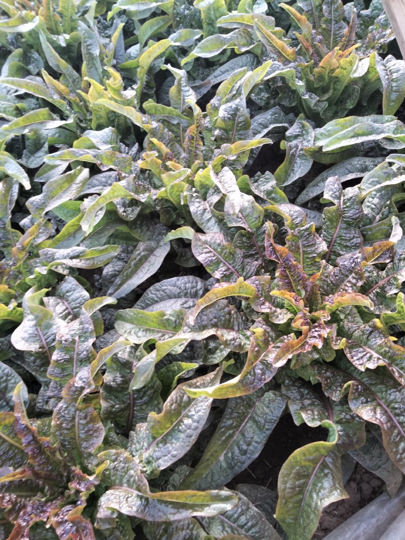 香叶莴笋种植基地，品种优良，质量优良，种植经验丰富