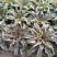 香叶莴笋种植基地，品种优良，质量优良，种植经验丰富