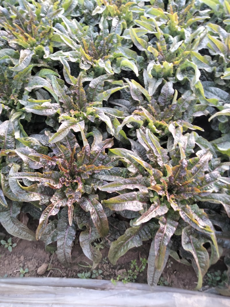 香叶莴笋种植基地，品种优良，质量优良，种植经验丰富