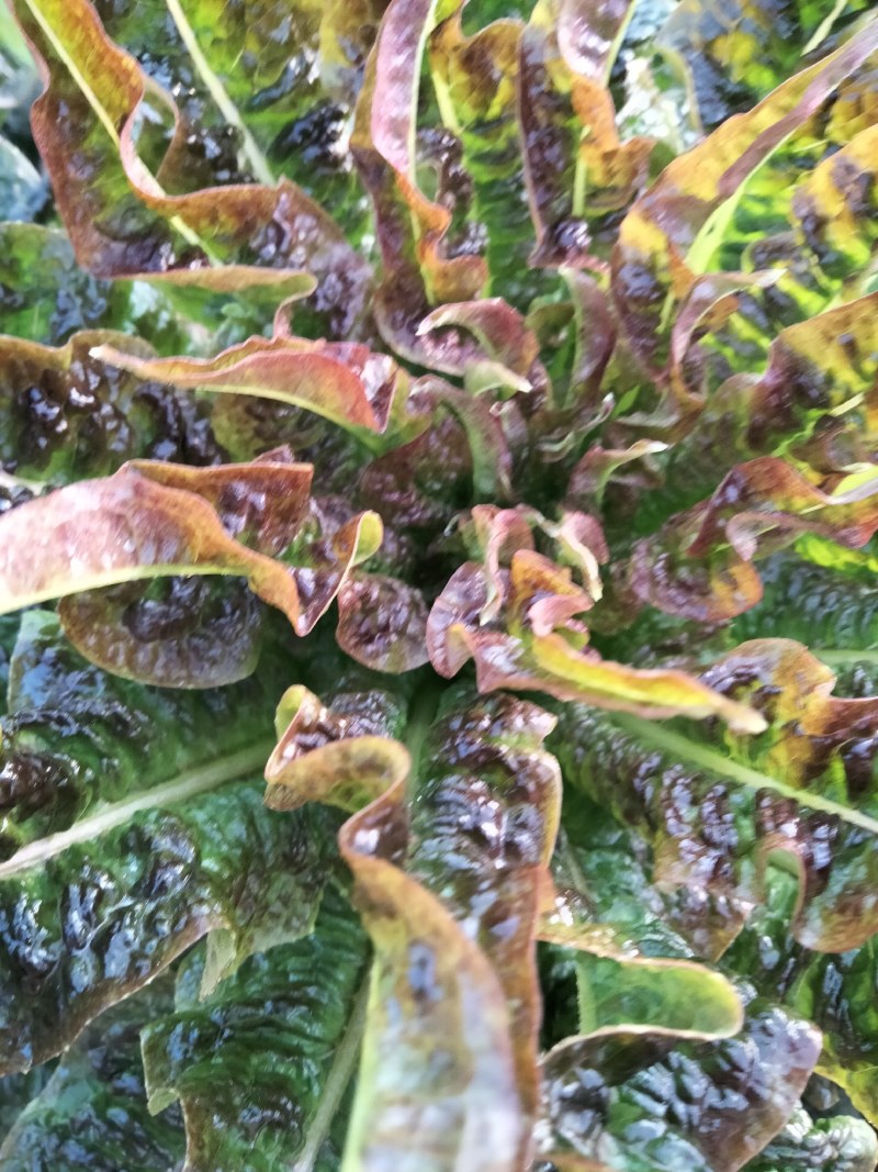 香叶莴笋种植基地，品种优良，质量优良，种植经验丰富
