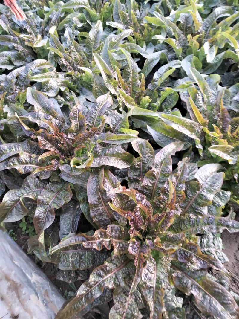 香叶莴笋种植基地，品种优良，质量优良，种植经验丰富