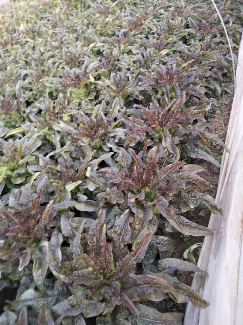 香叶莴笋种植基地，品种优良，质量优良，种植经验丰富