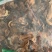 木棉花无硫磺熏蒸一公斤起批正品保证