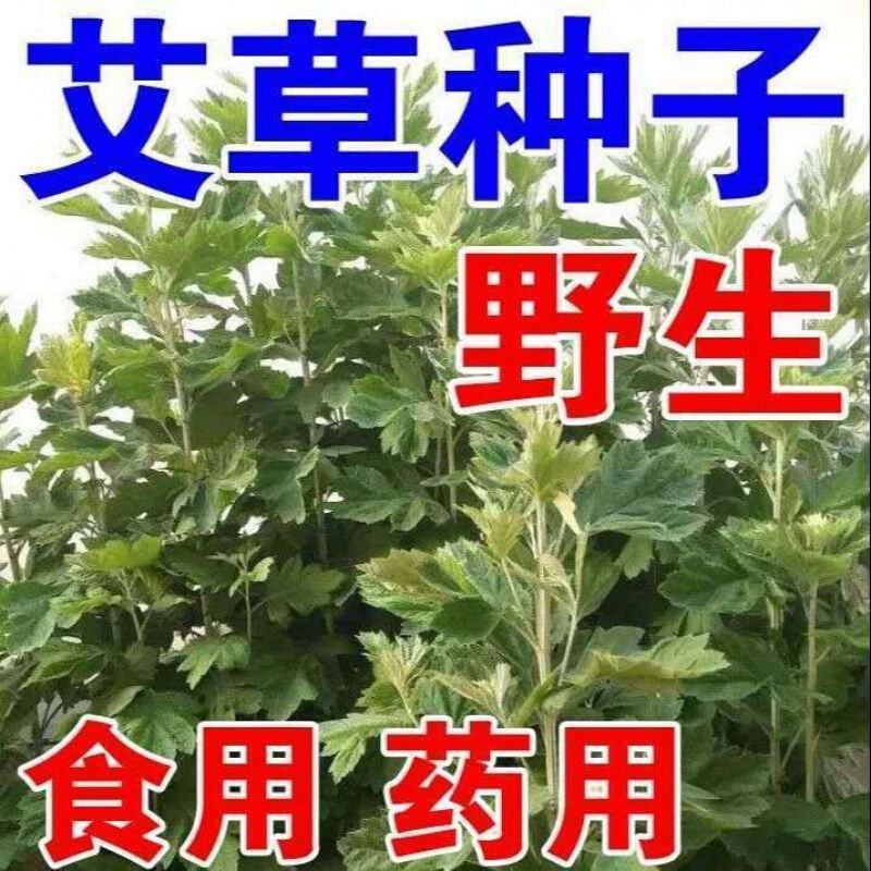 艾草种子种植食用艾草种籽野生艾草种籽大叶艾蒿青蒿四季驱蚊