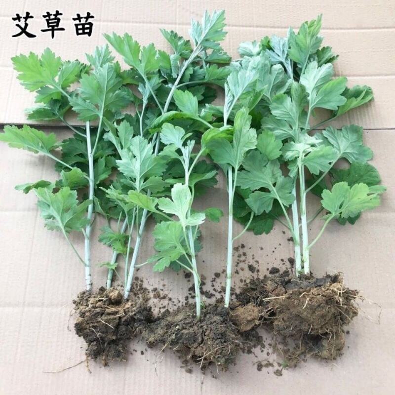 艾草种子种植食用艾草种籽野生艾草种籽大叶艾蒿青蒿四季驱蚊