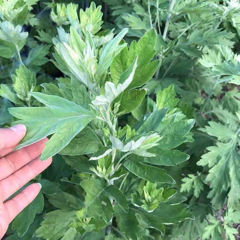 艾草种子种植食用艾草种籽野生艾草种籽大叶艾蒿青蒿四季驱蚊