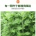 艾草种子种植食用艾草种籽野生艾草种籽大叶艾蒿青蒿四季驱蚊