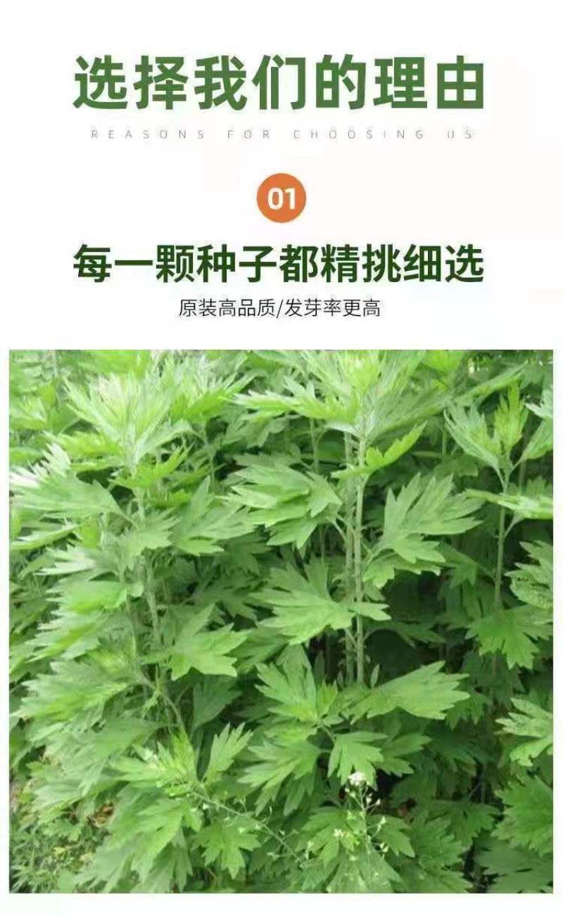 艾草种子种植食用艾草种籽野生艾草种籽大叶艾蒿青蒿四季驱蚊