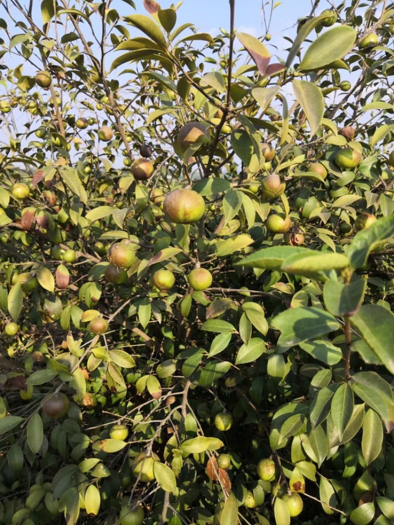 纯正天然山茶油